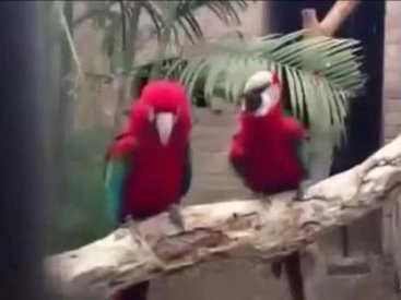 Забавные попугайчики отрываются по полной - ВИДЕО
