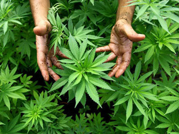 В Чехии легализована медицинская марихуана