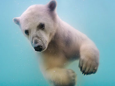 Умилительные фото полярных медведей под водой - ФОТОСЕССИЯ
