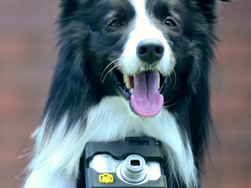 Что снял первый в мире пес-фотограф? - ФОТОСЕССИЯ
