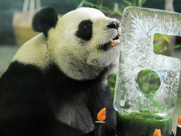 Панда притворялась беременной, чтобы получать больше еды