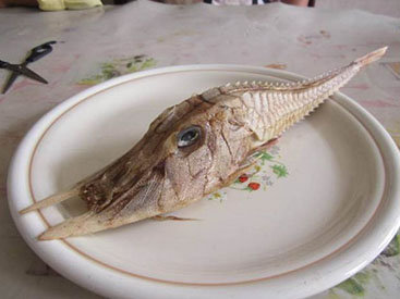 Неизвестный науке вид рыбы поймали у берегов Борнео - ФОТО
