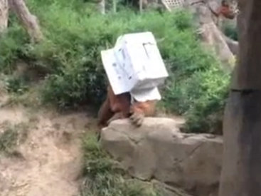 Забавный орангутанг удивляет окружающих - ВИДЕО