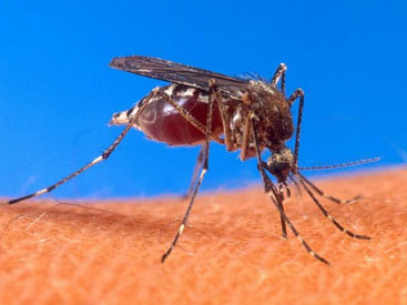 Ученые выяснили "вкусы" комаров