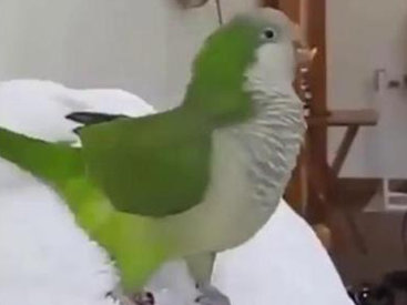 Хохочущий попугай стал звездой Интернета - ВИДЕО
