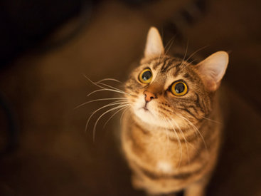 Специалисты раскрыли тайны "кошачьего языка"