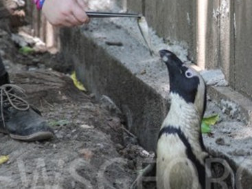 В Тбилиси найден живым еще один пингвин