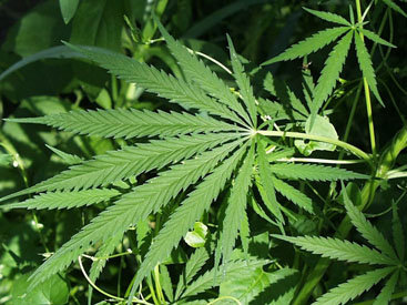 В Мексике одобрили частичную легализацию марихуаны