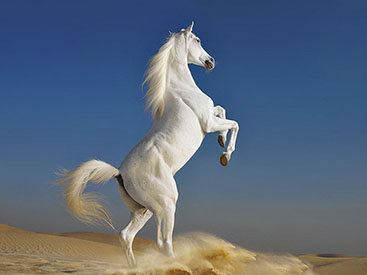 Грация прекрасных лошадей в фотопроекте Equus - ФОТОСЕССИЯ