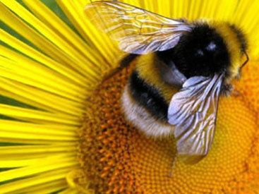 Турция подарила азербайджанским фермерам пчел - ВИДЕО