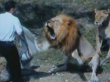 Реальные кадры: лев нападает на охотников - ВИДЕО