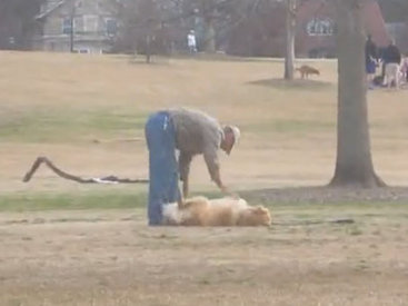 Самая ленивая собака в мире - ВИДЕО