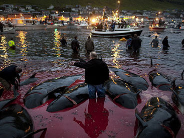 Япония намерена возобновить китобойню в Антарктике