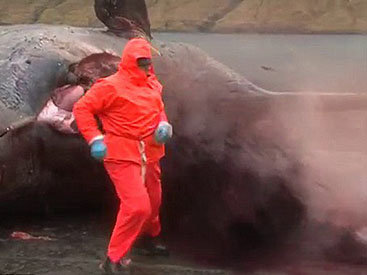 Удивительный случай: мертвый кит "взорвался" - ФОТО - ВИДЕО