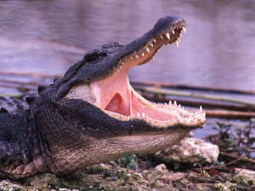 Доказано: крокодилы ведут себя на охоте, как люди