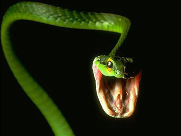 10 самых распространенных мифов о змеях - ФОТОСЕССИЯ