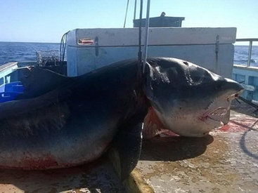 В Австралии поймана гигантская акула-людоед - ФОТО