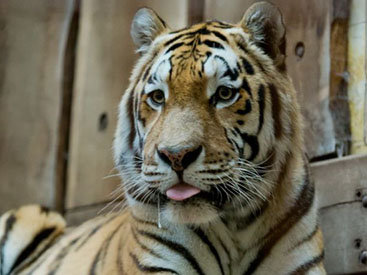 В зоопарке тигр набросился на посетителя