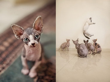 Чудесные кошки-сфинксы на фотографиях Серены Ходсон - ФОТОСЕССИЯ