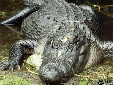 В США аллигатор загрыз упавшую в пруд пенсионерку