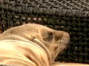 Морской лев уснул в мягком кресле в гостинице - ВИДЕО
