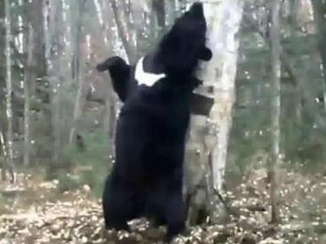 Танцы медведя с деревом - ВИДЕО