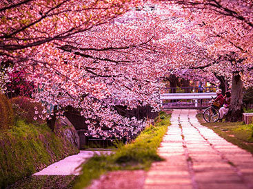 Самые красивые цветущие вишни по всему миру - ФОТОСЕССИЯ