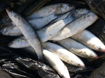 Почем рыба для народа на Сальянском рынке?