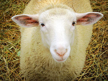 В Китае овца родила "собаку" - ФОТО