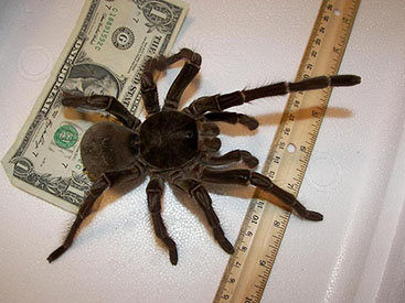 Самый большой паук в мире - ФОТОСЕССИЯ
