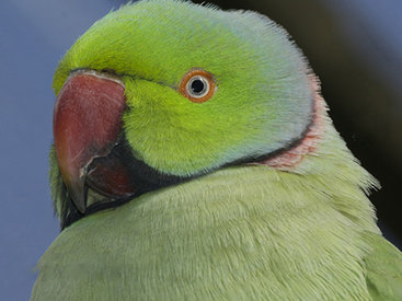 В Индии сурово наказали попугая-матерщинника