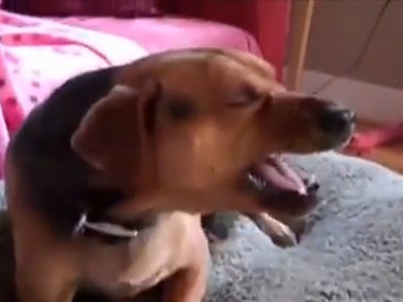 Удивительно: собака чихает как человек - ВИДЕО