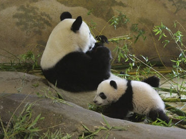 Нью-Йорк пытается получить у Китая первых за 30 лет панд