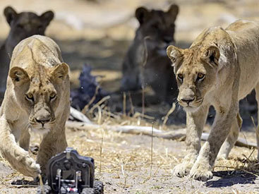 Фотограф подразнил львов и сделал удивительные снимки - ФОТО
