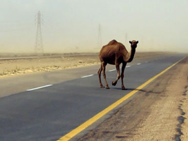 Неизвестные на верблюдах убили 15 человек в Судане