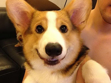 Самая эмоциональная собака на Instagram - ФОТОСЕССИЯ