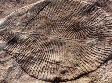 Ученые обнаружили следы древнейшего секса на Земле