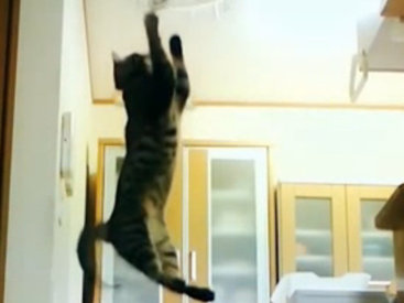 Прыжки кота в замедленной съемке - ВИДЕО