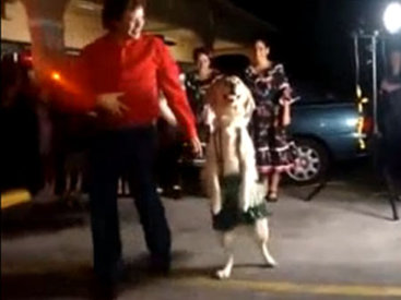Собака с фантастическим танцем стала звездой Интернета - ВИДЕО