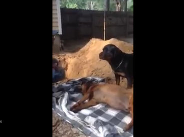 Это видео прощания собаки с другом вызовет у вас слезы - ВИДЕО