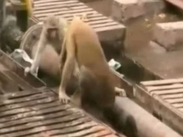 Все говорят об этом видео: обезьяна спасает друга - ВИДЕО