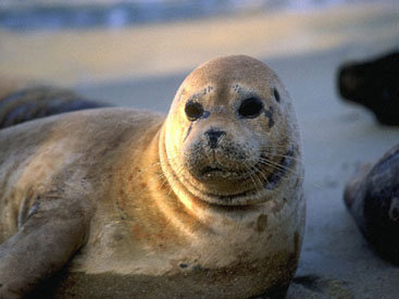 ЕАЭС запретил Армении ввозить шкуры гренландского тюленя