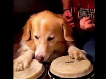 Собака с хозяином исполняет 10 известных песен - ВИДЕО