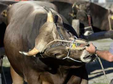 На фестивале в Испании бык ранил 12 человек