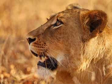 Львица убила пьяного посетителя зоопарка