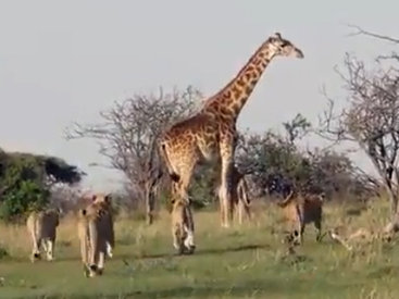 Отважная самка жирафа защищает потомство от львов - ВИДЕО