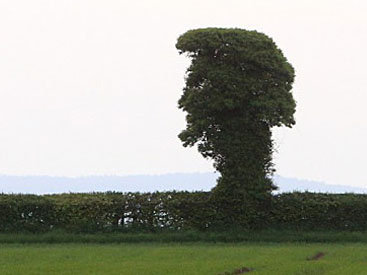 В Англии нашли дикорастущее дерево-Элвис
