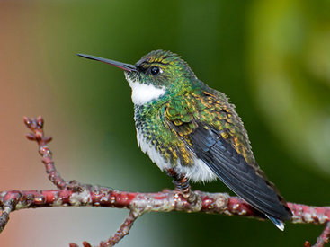 Самые красивые виды колибри - ФОТОСЕССИЯ