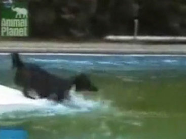 Забавный пес и холодный бассейн - ВИДЕО