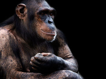 Уникальные кадры: обезьяны разбивают орехи с умом - ВИДЕО